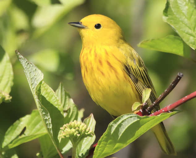 Bird Watching Birding in Northeast Ohio at Lake Metroparks Lake Metroparks