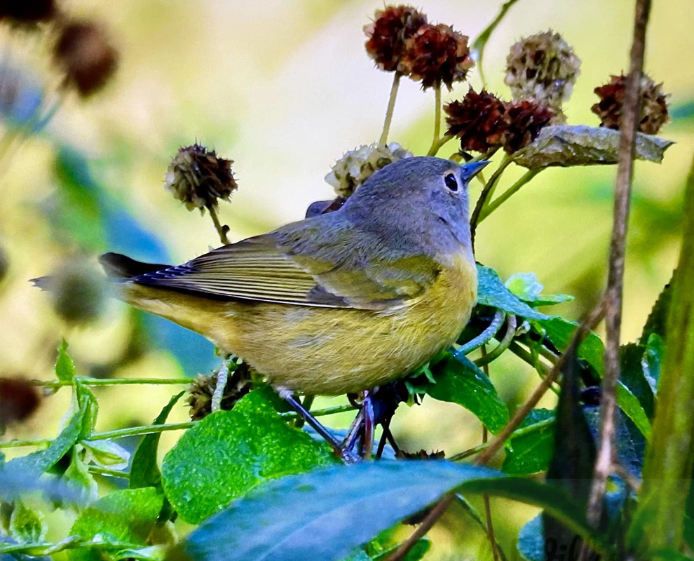 Birding - Nashville warbler - Lake Metroparks - photo by Rosanne Willis