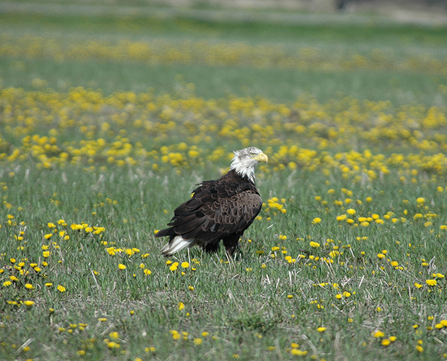 The Bald Eagle: More than Just a Symbol