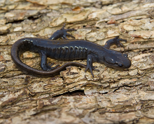 Salamanders of Spring | Lake Metroparks