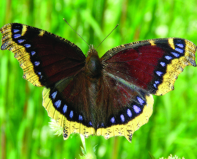 First Butterfly of Spring: <br>The Mourning Cloak