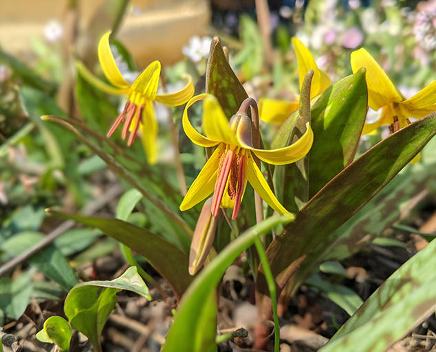 Trout Lily: Whats in a Name?