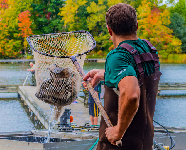 Lake Metroparks Fish Stocking Program