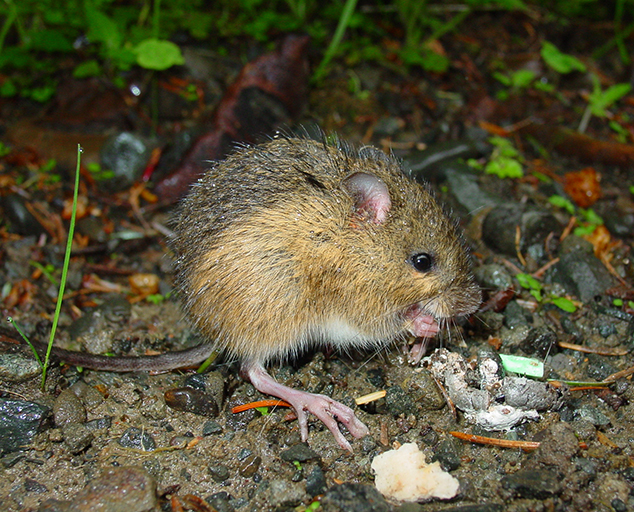 Species in Peril: <br>Woodland Jumping Mouse
