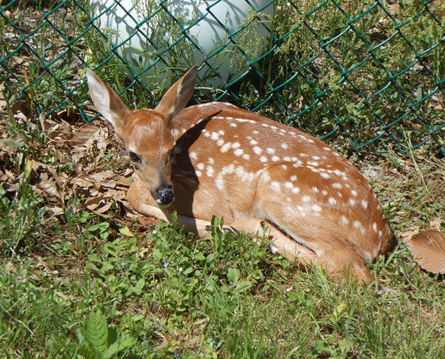 Tips if you see a baby fawn