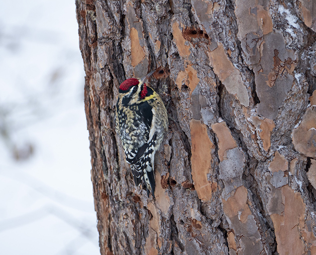 Nature Detective: Woodpeckers 