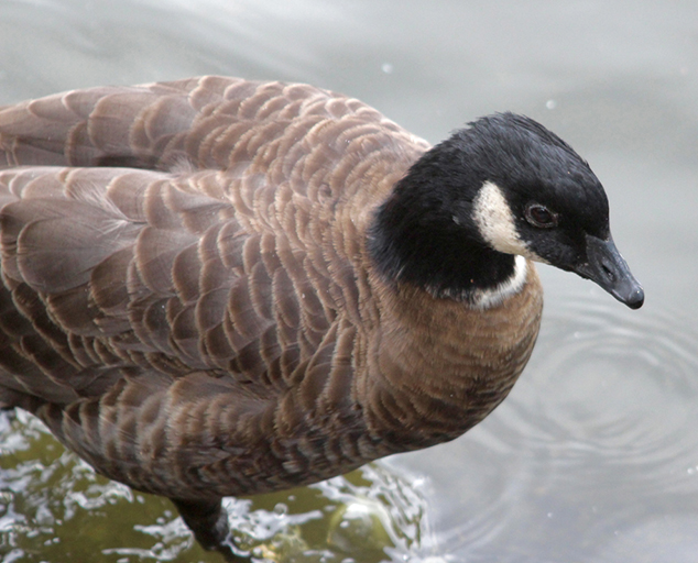 Winter Waterfowl Part Three: <br> Geese & Sea Ducks