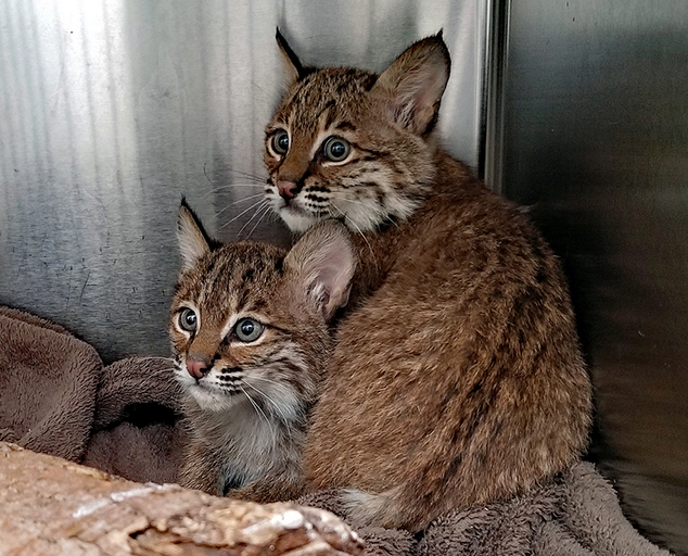 Two New Bobcats at Wildlife Center
