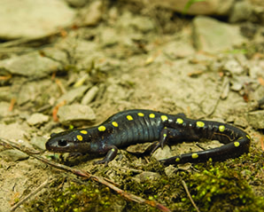 Salamander Migration Announcement