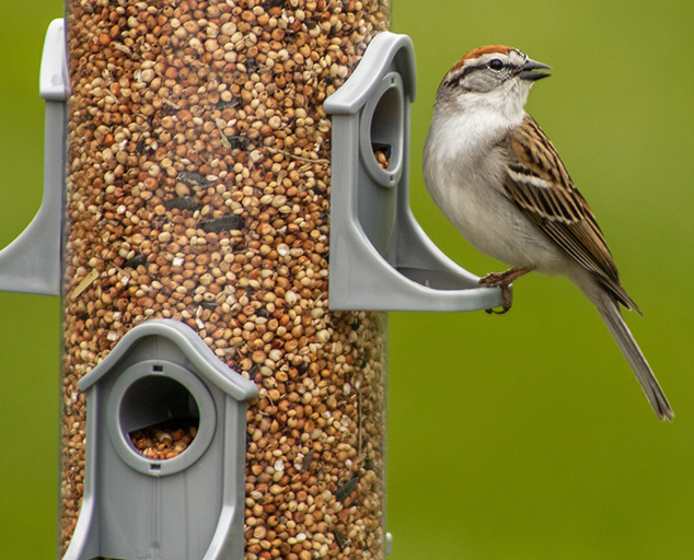 How to help local songbirds