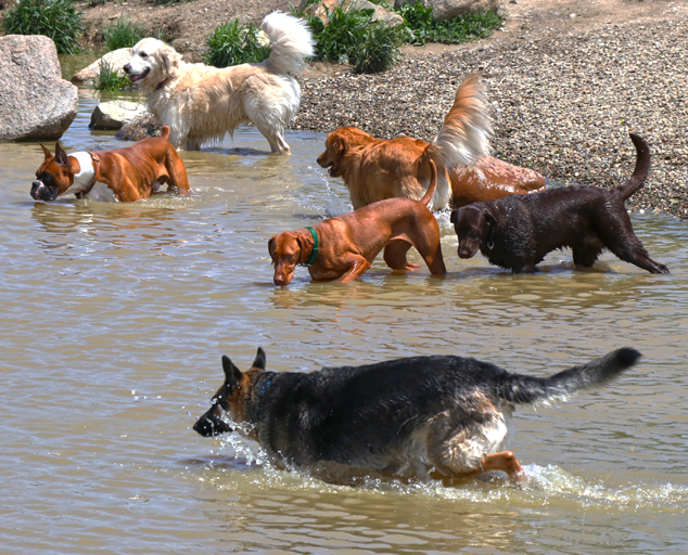 Canine Meadow Dog Park in Kirtland, Ohio Lake Metroparks Lake