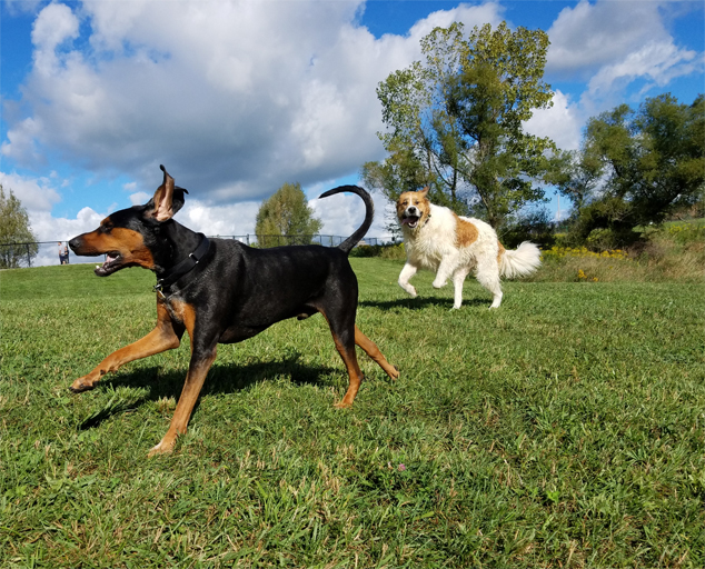 Canine Meadow Dog Park