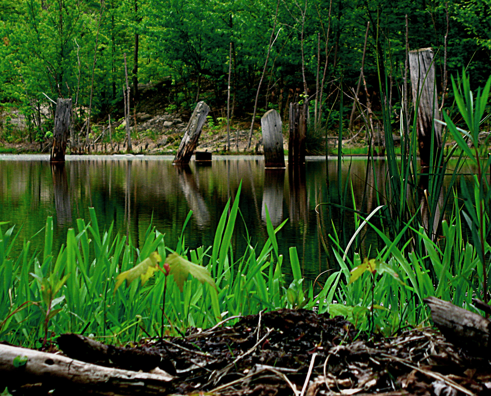 Chapin Forest Reservation - pond - Photo by Caitlin McCauley
