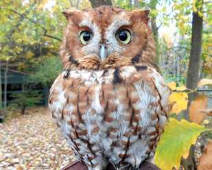 Getting to Know Eastern Screech Owls