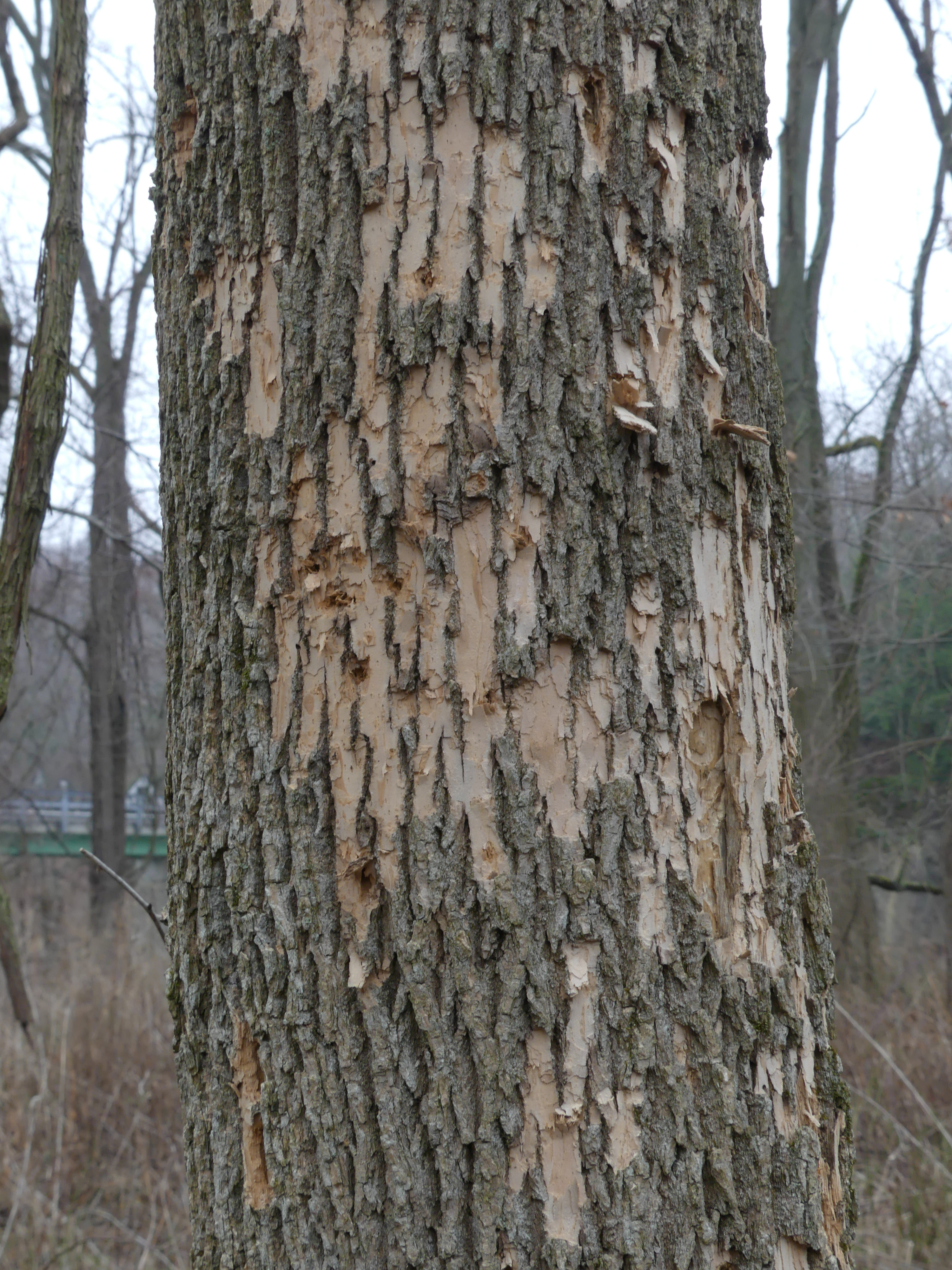 The Emerald Ash Borer Invades Trees In North America Lake In Three To Four Years Even The Healthiest Tree Is Unable Survive This