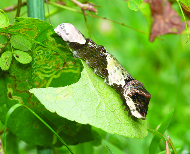 Insect Mimicry & Camouflage | Lake Metroparks