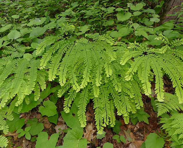 devonian period ferns