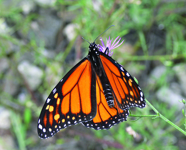 Insect Mimicry & Camouflage | Lake Metroparks Insect Mimicry & Camouflage | Lake Metroparks