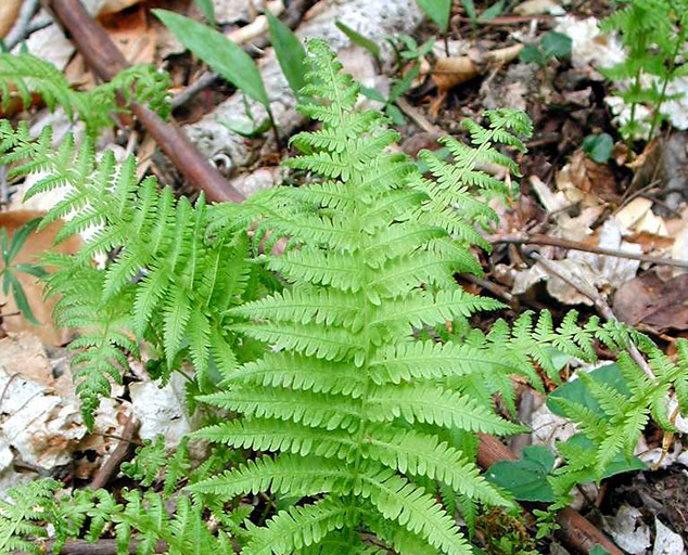 devonian period ferns