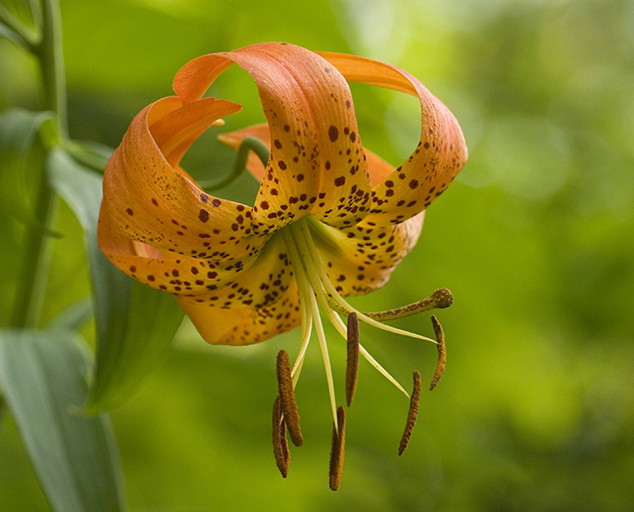 photo by Ryan Hagerty, USFWS