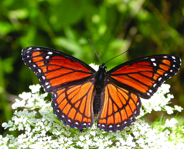 Insect Mimicry & Camouflage | Lake Metroparks Insect Mimicry & Camouflage | Lake Metroparks