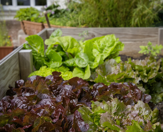 Where is the best place to put a raised garden bed?