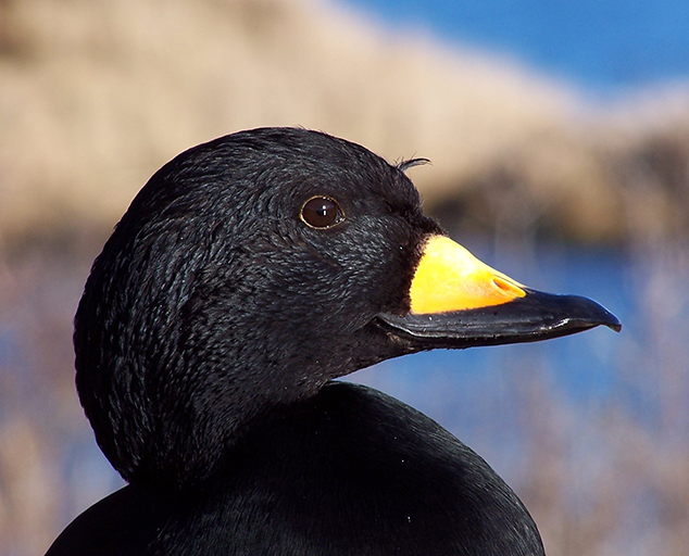 photo by John Reed, USGS
