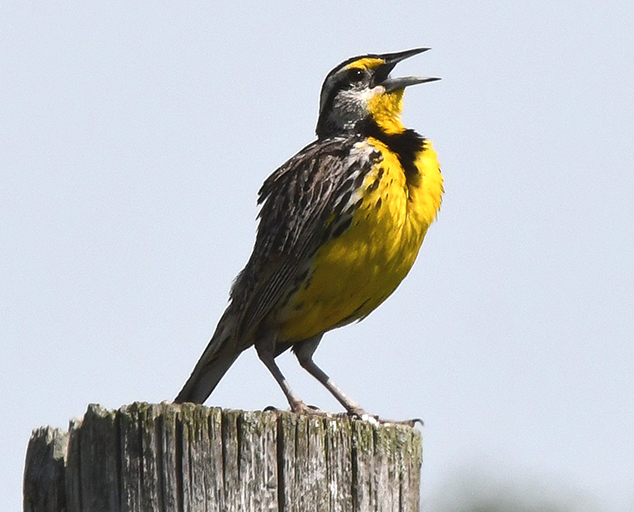 photo by Jim Hudgins, USFWS