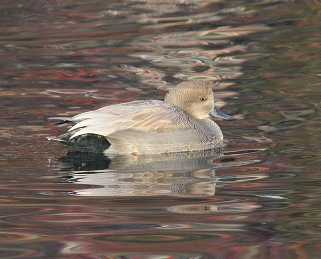 Whether dabbling ducks of diving, ducks are fun to watch in the winte