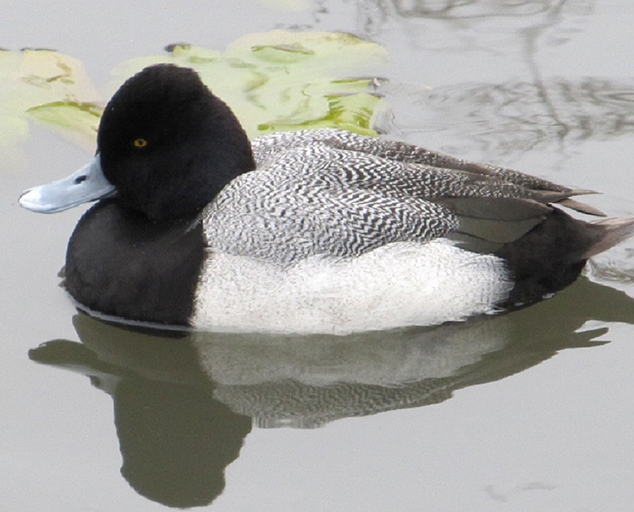 Whether dabbling ducks of diving, ducks are fun to watch in the winte