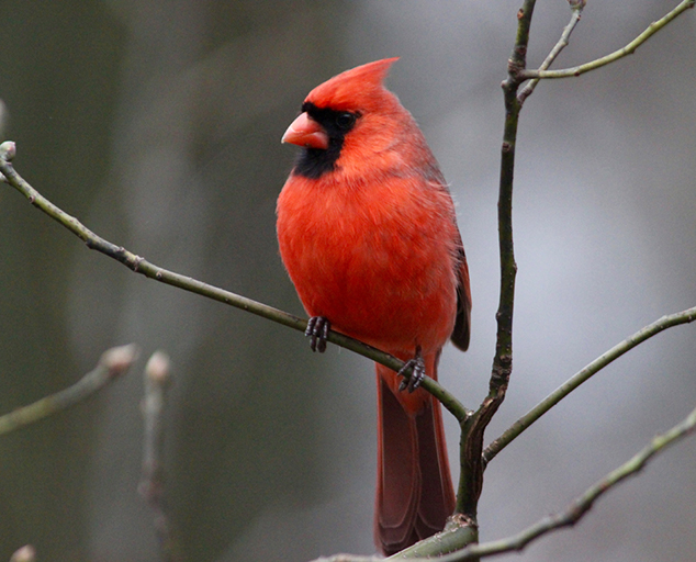 northern cardinal