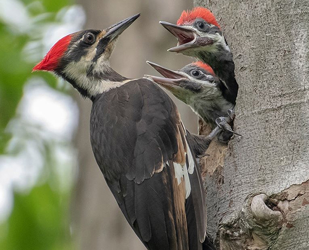 red headed pileated woodpecker