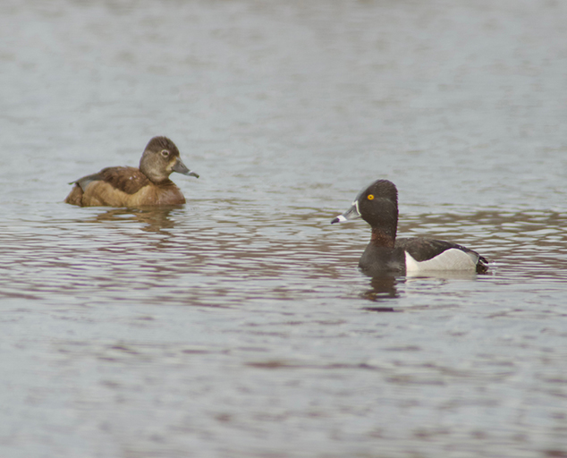 Whether dabbling ducks of diving, ducks are fun to watch in the winte