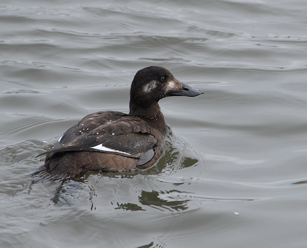 photo by U.S. Fish & Wildlife Service