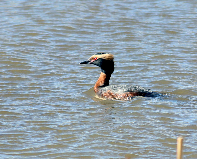 photo by Krista Lundgren, USFWS