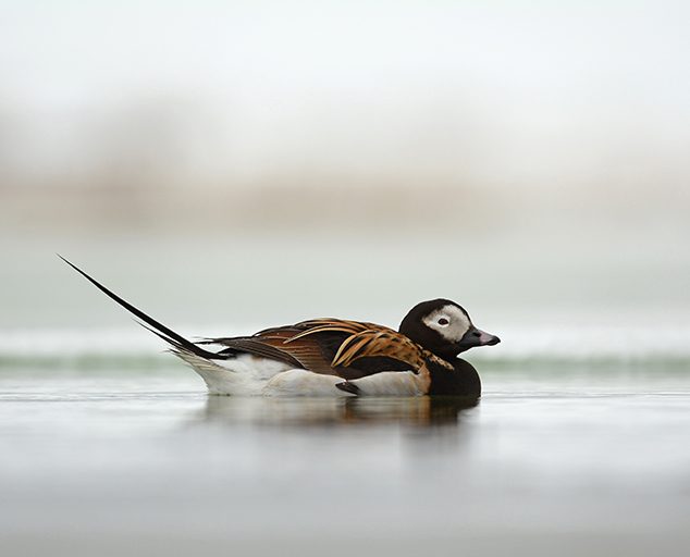 photo by Ryan Askren, USGS