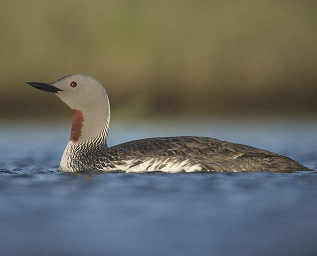 photo by Ryan Askren, USGS