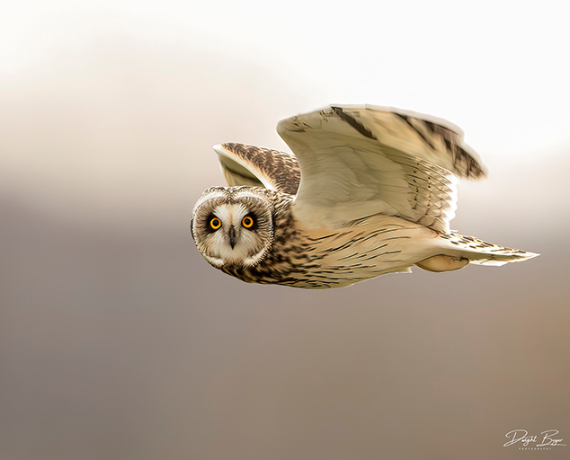 photo by Dwight Boyer