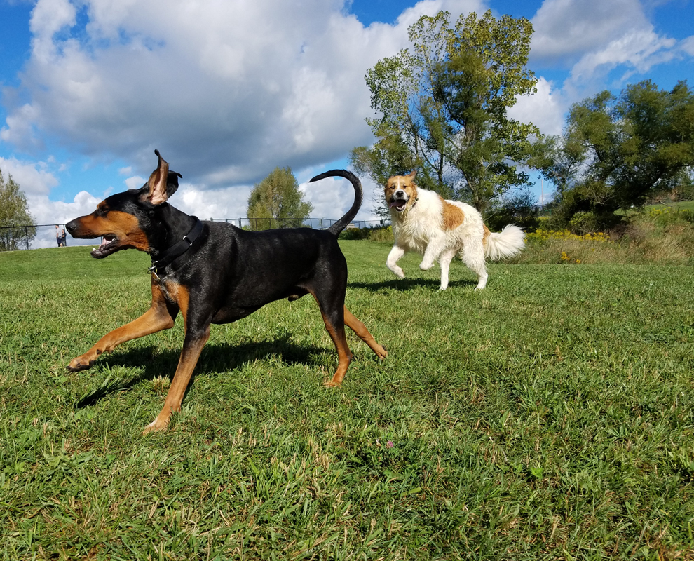 Canine Meadow Dog Park - dogs - Lake Metroparks - photo by Geraldo Teissonniere