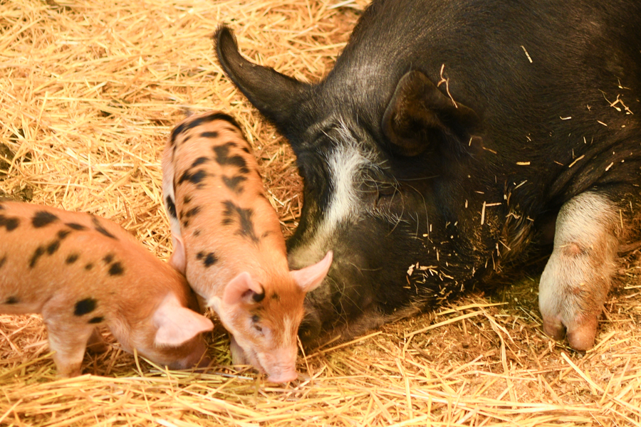Lake Metroparks Farmpark Family Science and Cultural Farming Center