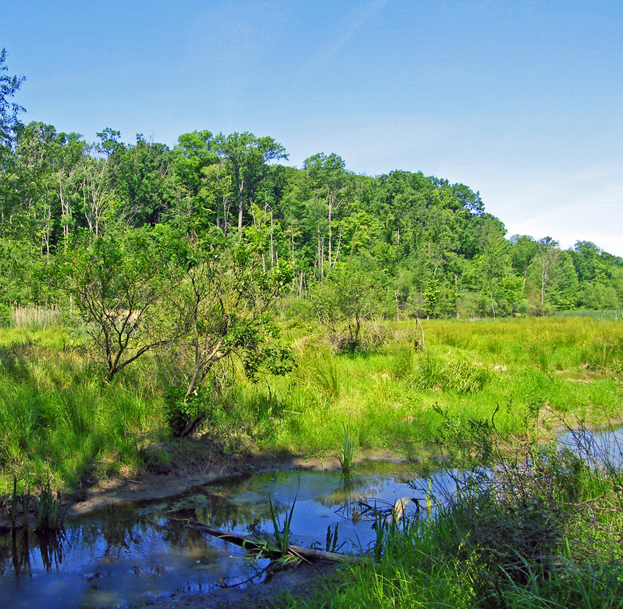 Pete's Pond Preserve - trees - meadow - stream - Lake Metroparks