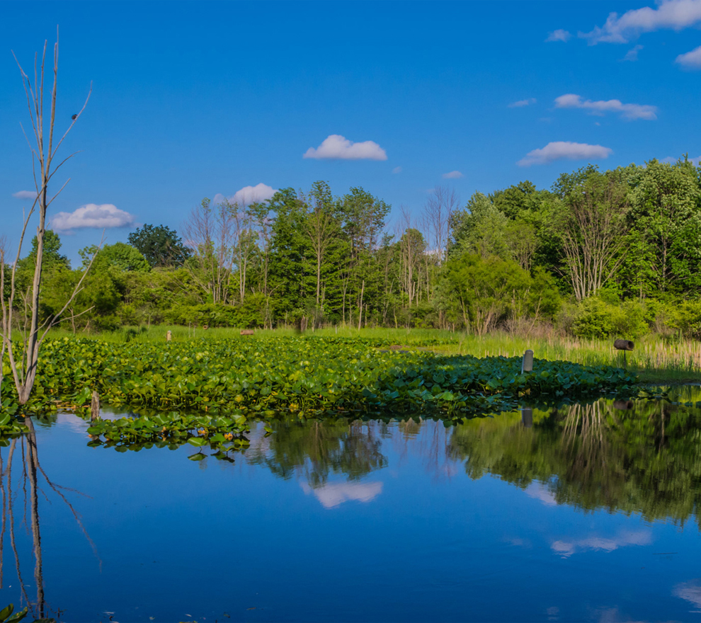 River Road Park - pond - trees - Lake Metroparks - photo by Jim Marquardt