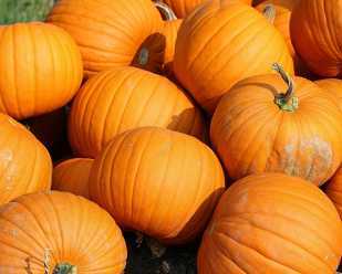 Pumpkins: Holiday Icons from the Garden