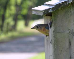 Checking Bluebird Nest Boxes