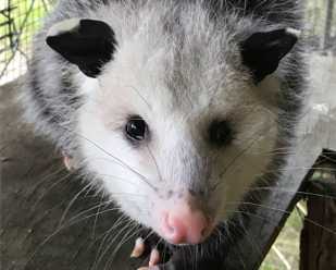 Getting to Know Opossums