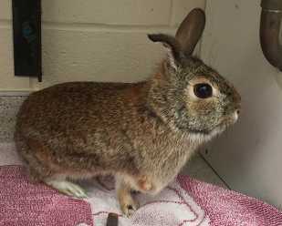 Getting to Know <br>Eastern Cottontail Rabbits