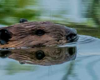 Beavers In Lake Metroparks