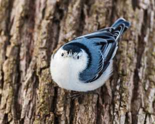 White-breasted Nuthatch: <br>The Upside-Down Tree Walker