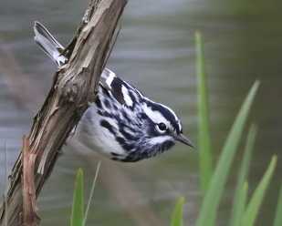 Spring Migration: <br>Wild World of Warblers