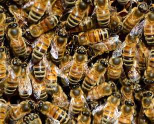 View the Honey Bee Observation Hive at Penitentiary Glen Nature Center